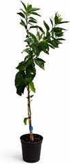 Mandarinenbaum 100–140 Cm Im Topf C17 – Citrus Reticulata – Mandarinen Pflanze Winterhart Bedingt, Immergrünes Zitrusbäumchen Für Balkon & Terrasse, Aromatische Früchte