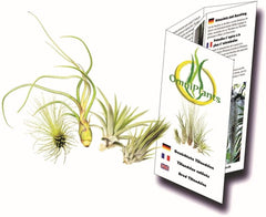 Tillandsien 4Er-Mix, Tillandsia, Bromeliengewächs
