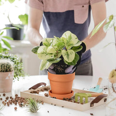 Hollyone Lot de 8 petites jardinières en terre cuite, pots ronds en argile de 8 x 8 cm avec plaque et trou de drainage, petites jardinières avec plateau, pots succulents en terre cuite pour plantes d'intérieur, jardinières en céramique