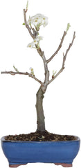 KENTIS - Birnenbonsai - Pyrus Domestica - Echter Dekorativer Freilandbonsai - Echte Obstpflanzen - H 43-50 Cm Topf Ă 21 Cm