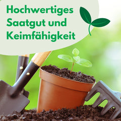 Cosmos Sensation Mix 1g graines, Cosmos Mix Fleurs d'été, Plantes de jardin Plantes de balcon, Graines de fleurs