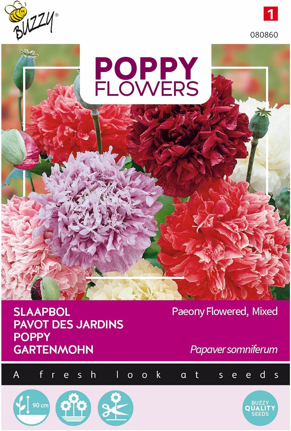 Fleurs de pavot Buzzy Mac Paeoniflorum Gef. Mélanger.