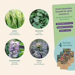 Magic Garden Seeds - Herbes pour chats : herbe à chat, valériane, sauge et herbe à chat - Boîte de graines avec 4 plantes pour jouer, grignoter et se détendre