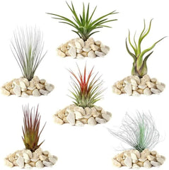 Rêve des jardiniers : 4 vraies plantes de Tillandsia - 4 vraies plantes d'air de Tillandsia - Plantes de terrarium - Plantes de terrarium décoratives - Plantes d'intérieur purificatrices d'air - Plantes décoratives - Plantes réelles