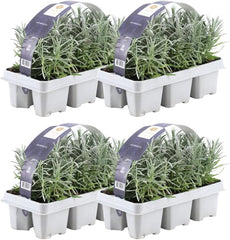 Plants by Frank | 24 Blauer Duft-Lavendel Pflanzen | Lavendel Angustifolia | Echter Lavendel Pflanze Winterhart Mehrjährig | Lavendelstrauch | Gartenpflanzen | 24 X Ø7 Cm - 15 Cm