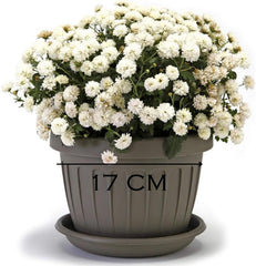 Petit pot avec assiette - Pot 17 cm avec assiette | Conception pratique et légère | Parfait pour les plantes, boutures ou premières pousses 17 cm