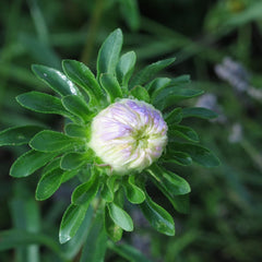 Krallenaster (Callistephus Chinensis) Bio - Ca. 100 Samen Sehr Alte EinjÀhrige Sommerblume Zierpflanze Schnittblume Bienenweide