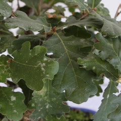KENTIS - Quercus Pubescens Bonsai - Flaumeiche Bonsai Baum - Eiche - Echte AuĂenpflanzen - Outdoor Pflanze - Hoch 20-30 Cm Keramiktopf Ă 21 Cm