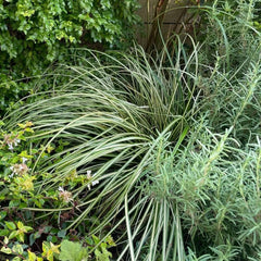 Carex Oshimensis Evergold Topfpflanzen Draußen Winterhart Ziergras Sichtschutz Balkonpflanze Winterharte Kübelpflanzen Winterharte Ziergräser Für Kübel Grünpflanzen Bodendecker 100Samen