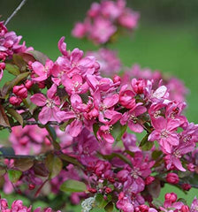 Zierapfel Eleyi 60-80Cm - Malus Hybride - Lebende Gartenpflanze Aus Den n