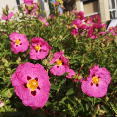 Zistrose Exotische Bio Grünpflanzen Cistus Creticus Deko Wohnzimmer Balkon Topfpflanzen Nachhaltige Geschenke Zimmerbonsai Schnittblumen Hecken Sträucher Herbst Deko Gartendeko Für 130Samen