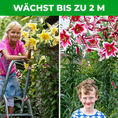 Bulbi de crini gigantici Colecția Hardy Tree - Bulbi de flori Hardy - Pachet de 15 în 5 varietăți și culori - Amestec din Olanda pentru plantare în grădină (nu semințe, nu artificiale)