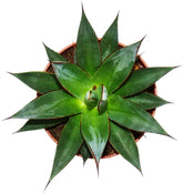 Exotenherz - Agave "Shaka Zulu" - 15Cm Topf - Sukkulente Zimmerpflanze