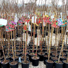 Süßkirschbaum Zuccherina Di Bitonto – Obstpflanze, Im Topf Ø 20 Cm, Höhe 150–170 Cm, Alter: 2 Jahre – Italienische Baumschule