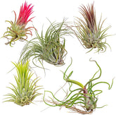 Bloomique - 5Er Mix - Tillandsia - Tillandsien - Luftpflanzen Echt - Sehr Pflegeleicht - Höhe 5-15 Cm