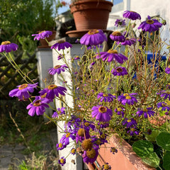 Marguerite bleue (Brachyscome iberidifolia) env. 500 graines de fleur de balcon annuelle, plante en pot à longue floraison, fleur d'été