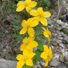 Kerria Japonica Für Sonnige Plätze Ranunkelstrauch, Stauden Winterhart Mehrjährig Geschenke Für Gärtner Gartendeko Für Draußen Blühende Winterhart 300Samen