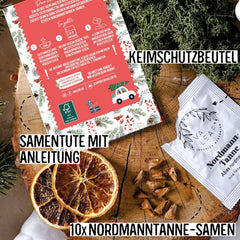 Sapin de Noël 2030 - Graines d'arbre de Noël Nordmann pour planter un sapin de Noël, idéales comme cadeau de Noël Secret Santa