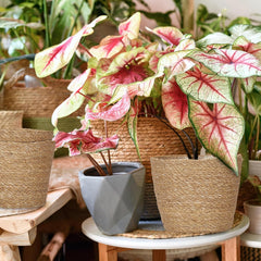 Relaxdays Lot de 3 pots de fleurs en jonc de mer, panier rond pour fleurs et herbes aromatiques, avec film plastique, 3 tailles, naturel