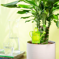 Scheurich Nelly M, réservoir d'eau en plastique, couleur : Nelly M, vert, 13 cm de large, 7 cm de profondeur, 22 cm de haut, volume 0,2 l.