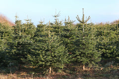 100 graines de sapin de Nordmann, Abies nordmanniana, graines d'arbre de Noël