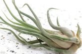 Tillandsia Luft Pflanzen Kollektion Innen Haus Pflanze Blume Für Geschenk Sonder Anlass - Caput Medusae