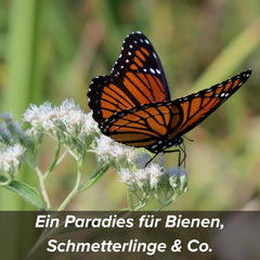 Graines de fleurs enrobées d'argile protectrice pour abeilles et papillons, 400g. Plantes vivaces et résistantes à l'hiver, créant un paysage fleuri de 20 m². De belles graines de fleurs sauvages pour un pâturage d’abeilles coloré. Cadeau pour les enfants.