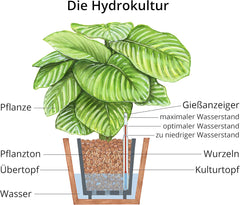 Argilă de plantare Dehner, 10 l, granulație 4/8 mm, mărime universală