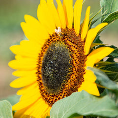 Graines de tournesol Discus jaunes (Helianthus annuus) : graines de tournesol de qualité supérieure, graines de tournesol pour la culture d'environ 20 plantes de tournesol – graines de fleurs respectueuses des insectes de OwnGrown