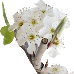 KENTIS - Birnenbonsai - Pyrus Domestica - Echter Dekorativer Freilandbonsai - Echte Obstpflanzen - H 43-50 Cm Topf Ă 21 Cm