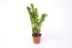 Zamioculcas Zamiifolia Zanzibar 90 Cm - GlĂĽcksfeder Zimmerpflanze, Pflegeleicht, Luftreinigend, Ideale Dekoration FĂĽr Ihr Zuhause