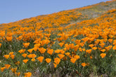 1000 graines de pavot de Californie (Eschscholzia californica), prairie de fleurs sauvages, pâturage d'abeilles.
