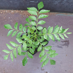 1 Curryblatt Baum | Murraya Koenigii | Aus Samen gezogen | Selten in der EU | Indische & Sri Lankische Zimmerpflanze | 10-15cm Höhe in 7cm Topf | Curry Pflanze | Bergera Koenigii