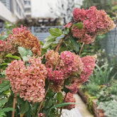 Rispenhortensie, Rispenhortensien Kletterpflanzen Steingartenpflanzen Hortensien Balkonpflanzen Ausgefallene Geschenke Hochbeet Wohnzimmer Deko Balkon Blumenwiese Immergrüne Sträucher 300Samen