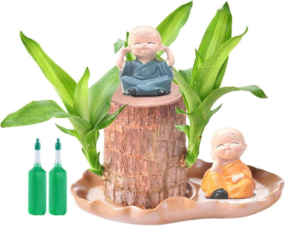 Brasilianische Holzpflanze Mit Blumentopf, Brasilianisches Glücksholz, Hydroponische Topfpflanze, Hydroponische Glücksholzpflanze, Reinigt Die Raumluft, Büro-Schreibtischpflanze Für Den Innenbereich