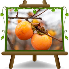 Kakibaum — Vainiglia Vaniglia — Obstpflanze Im Topf Ø 24-26 Cm — Max. Höhe 170-180 — 4 Jahre Alt