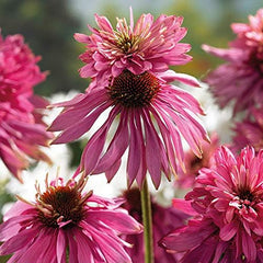 6 x Jardin Scheinsonnenhut 'Doubledecker' - Echinacea Purpurea 'Doubledecker' Pot 9x9cm : Double Blüten, einzigartige Optik, zieht Bienen an, idéal pour le jardin.