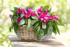 Panier à fleurs en rotin Dehner avec anse, env. 46 x 39 x 18 cm, tissu rotin, gris/marron