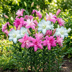 Bulbes de lys vivaces rustiques – Mélange de lotus oriental – 10 bulbes – Bulbes de fleurs hollandais exclusifs – Pour jardin et pots (grands bulbes sans graines, non artificiels)