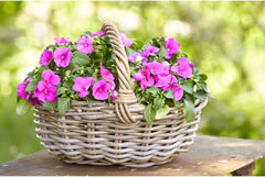 Panier à fleurs en rotin Dehner avec anse, env. 46 x 39 x 18 cm, tissu rotin, gris/marron