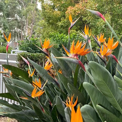 Strelitzie - Gartenkräuter Rankpflanzen Winterhart Garten Hochbeet Kräutergarten Pflanzensamen Gartendeko Für Draußen Wildblumen Balkonblumen Heilkräuter Winterharte Stauden 20Samen