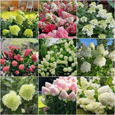 Hortensien Rispenhortensie Winterhart Pflanztopf Rispenhortensien Garden Blumensamen Blühende Sträucher Winterhart 45Samen