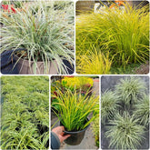 Carex Oshimensis Gartenpflanzen Für Draußen Sträucher Für Den Garten Ziergras Sichtschutz Balkonpflanze Immergrüne Sträucher Winterhart Luftreinigende Zimmerpflanzen Topfpflanzen 300Samen
