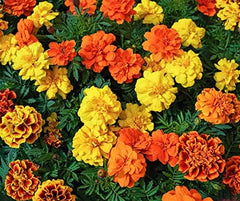 La Verde MON JARDIN ET MOI. Tagetes Bonita Mélanger les graines de fleurs pendant env. 100 plantes, soucis à longue floraison, fleurs doubles, graines sans OGM