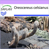 SAFLAX - Kakteen - Alter Mann Der Anden - 40 Samen - Oreocereus Celsianus