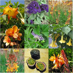 Schönheiten Exotische für Wintergarten und Terrasse - Samen-Geschenkset mit 5 frostempfindlichen Blühpflanzen aus all Welt