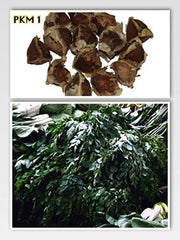 Moringa - Moringa oleifera - 100 graines *Aussi appelé raifort*