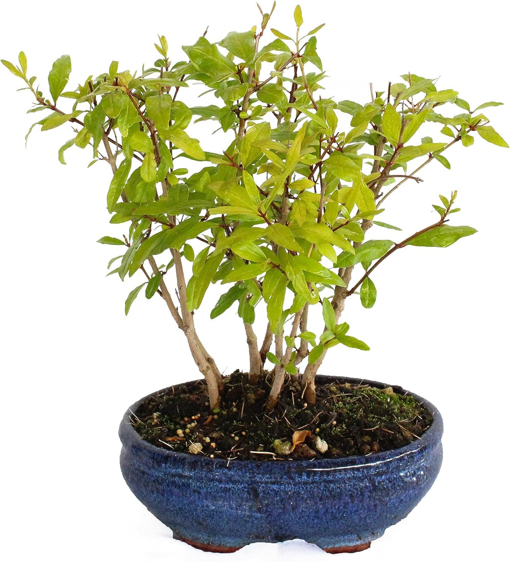 KENTIS - Granatapfel-Bonsai - Punica Granatum Bonsai - Echte Pflanzen FĂŒr Den AuĂenbereich - Handgefertigter Keramiktopf - Topf Ă 15 H 20-30 Cm