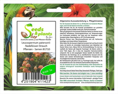 Stk - 5X Leucospermum Patersonii Nadelkissen Strauch Pflanzen - Samen B1710 -
