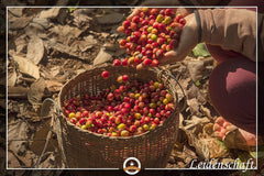 Cafea specială din America de Sud - Galapagos, ecosistemul unic al insulelor (1000 de grame, boabe întregi) - cafea de origine unică - cafea premium - aciditate scăzută - prăjită ușor și proaspăt